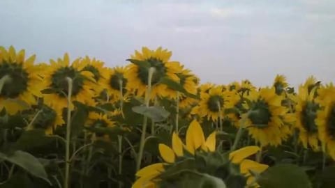 Sunflower Field.. Beautiful Sunflowers