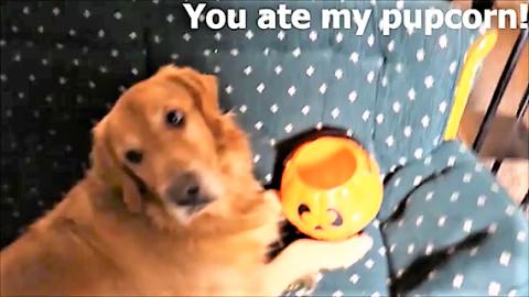 Funny Dog's Mom Ate All His Halloween Candy! Hey Jimmy Ki...