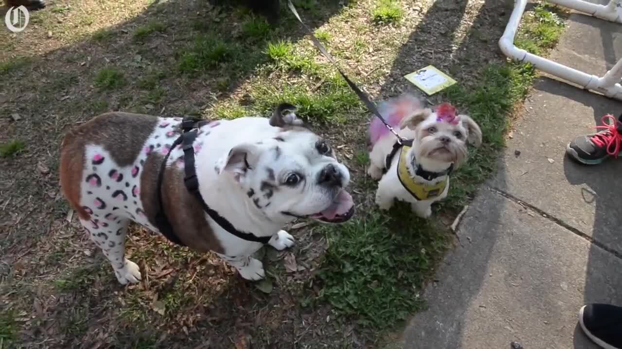 Pet Palooza Festival and Walk for the Animals brings out crowds of