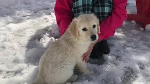 Lola, our Golden Retriever Puppy Exploring and Playing in...