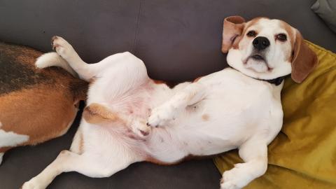 Why Waking Up Dogs Is Better  Than Waking Up Kids