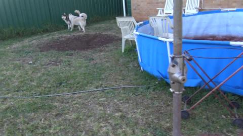 Malamute got hurt, just a sprain, husky puppy looking aft...