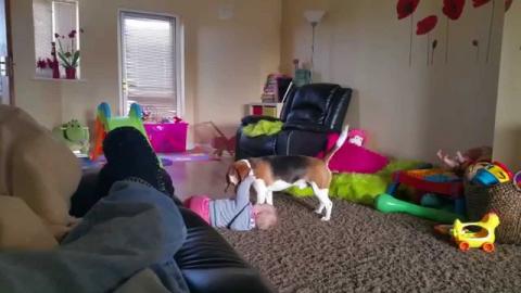 Dog Gives Baby Kisses For Good Morning