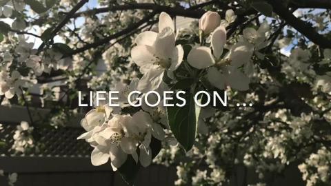 Making Apples. Spring is coming ...Bee Happy 