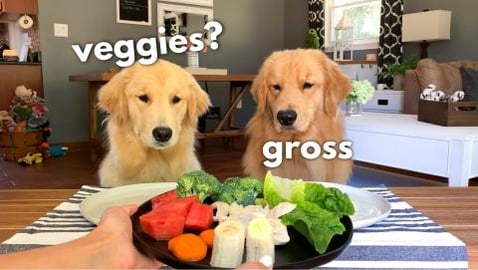 ASMR Dog Reviews Food With Girlfriend
