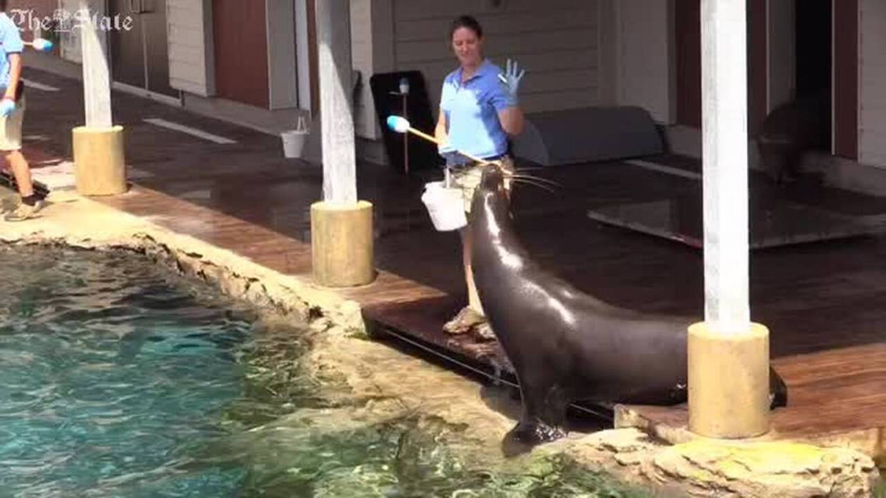 See which Super Bowl team a lion at Hogle Zoo — and an armadillo at Living  Planet — picked to win