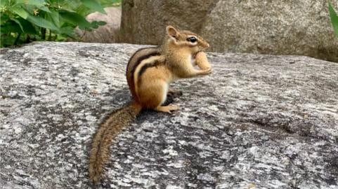 Steve the Chipmunk is Collecting Food for Winter / 1 Minu...