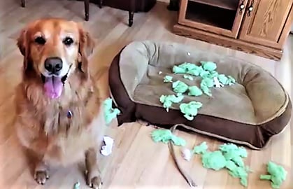 Golden Retriever Dog Gets New Bed!