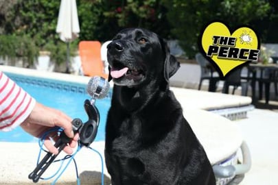 An Interview With Percy the Black Labrador