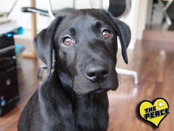 Puppy Percy the Labrador chasing a ball
