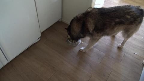Husky & Malamute have vegetables for breakfast