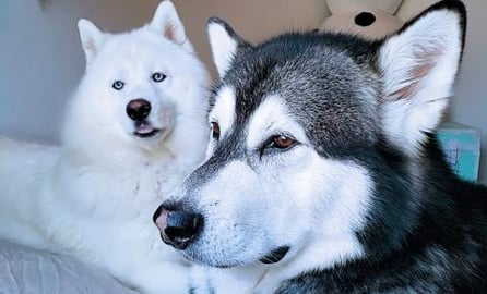 Malamute And Husky Arguing | Who's Snoring?