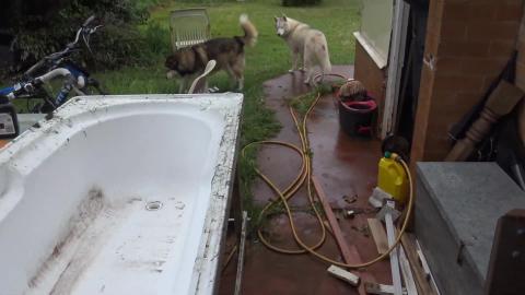 Husky & Malamute bath nearly done and testing the roof