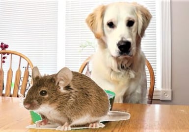 Funny Golden Retriever Dogs Play With Cat Toy!