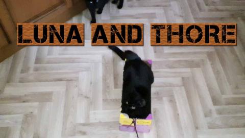 My Kitten Thore Loves Sliding Along With Cardboard Box