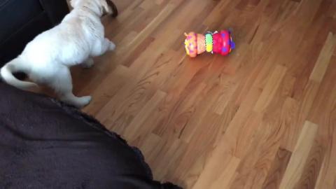 Funny Puppy Lola, Golden Retriever and her new rolling to...