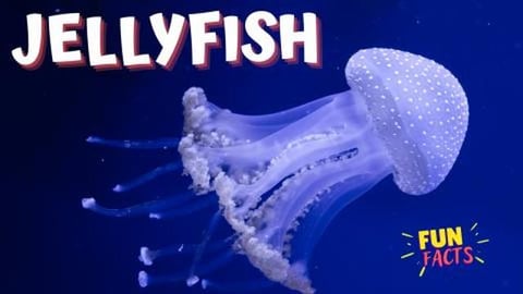 JELLYFISH - Mesmerizing Dance of the Deep