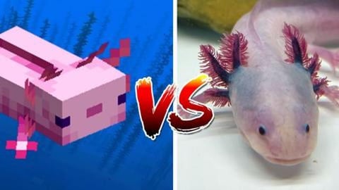 Minecraft Axalot Habitat Expansion