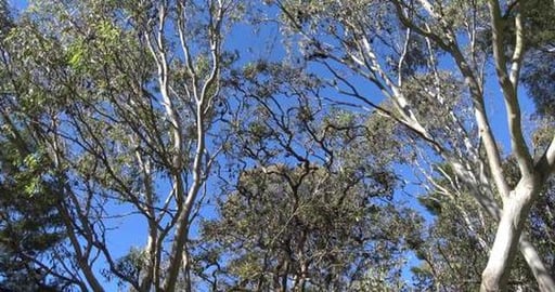 Bats, so many noisy bats, too many for husky boy