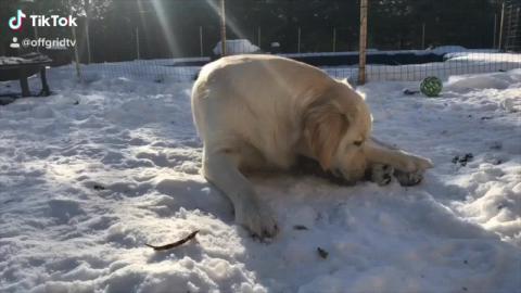 Lola today in the Sun and a Snow 