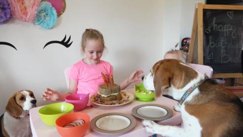 Cute Dogs Reaction For a Cake and an Awesome Toy For Birt...