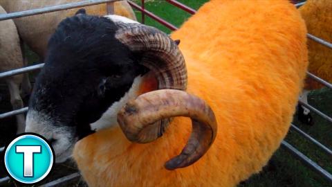 Orange Sheep