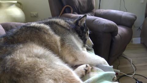 How do you go live with a tired Husky