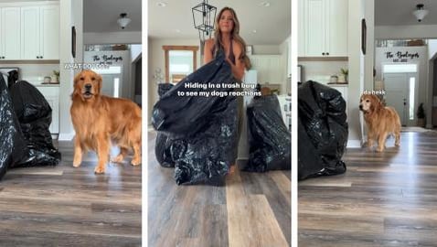 Hiding from My Dogs in the Trash