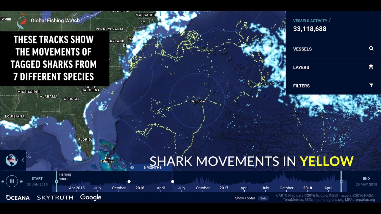 Want to know where sharks are? Check this new interactive map