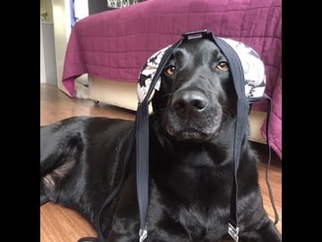 Our Dog Percy the Black Labrador Retriever - The best thi...