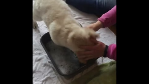 Water Everywhere - Lola, the Golden Retriever Puppy's Fir...