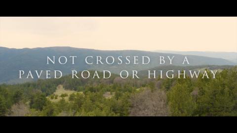 Forest Wide Screen Drone Flight in 4K UHD