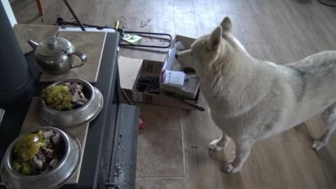 Dinner time with malamute & Husky