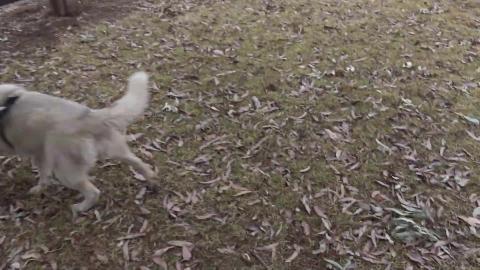 Saying Hi to Goldie friend and we met a husky puppy