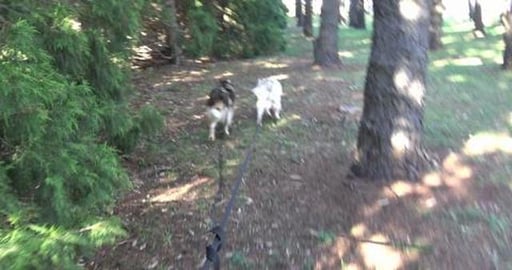 Easy walk after husky visit to Vet. Wolf got nails clippe...