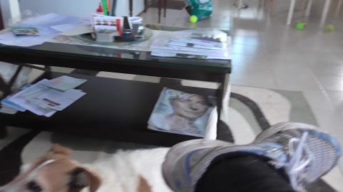 Puppy Malamute & 14 year old Jack Russell