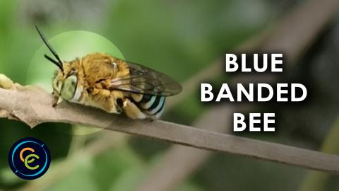 Female blue-banded bee resting on a five-leaved chaste tr...