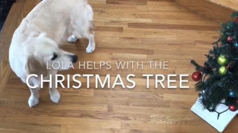 Lola helps decorate the Christmas Tree 