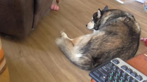 Hot Huskies nap time and Tikaani has some personal time