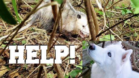 Husky Saves Possums Life 