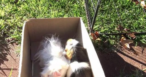 Guinea pigs transport to work
