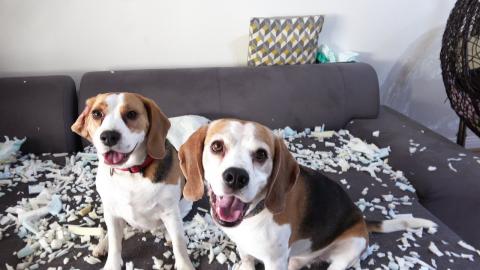 Funny Dogs Blame Each Other Even When They Are Not Guilty...