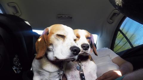 Tired Dogs Trying To Stay Awake