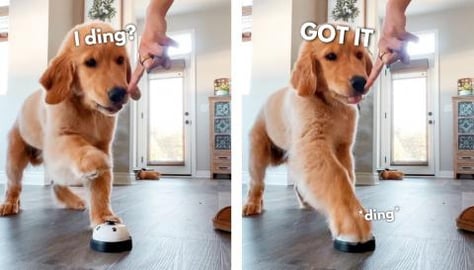 Learning How to Ding