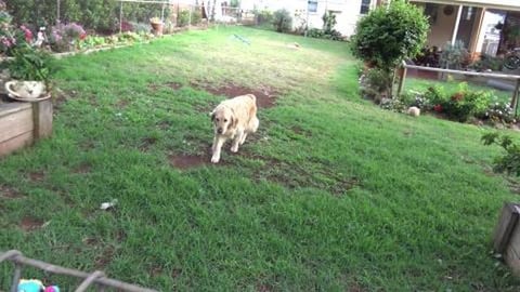 Girl kisses Golden Retriever & husky boy