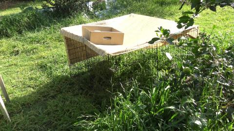 Husky keeping an eye on the Guinea Pigs