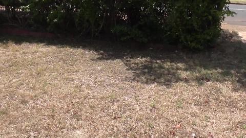 Can you name this bird?