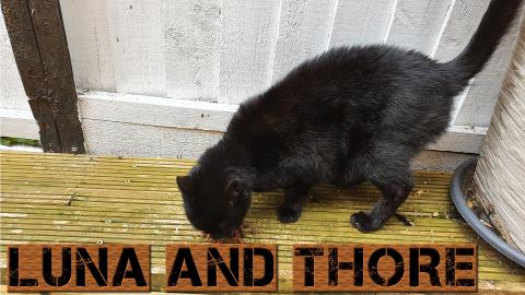 Bumble Came Over My House For A Treat