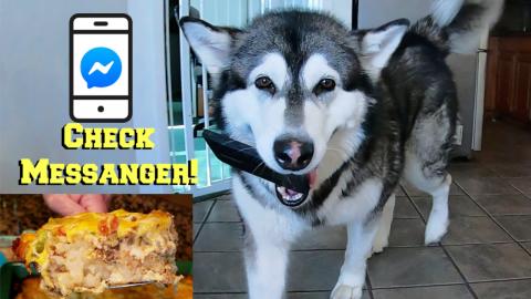 Malamute Takes My Phone | Husky Searches For Breakfast Re...