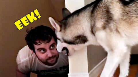 My Dog Didn't Recognize Me! | Funny Dogs Video